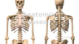 Anatomia ossea.pptx